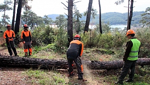Akbük Koyundaki Ağaçlar, Diğer Ağaçlara Zarar Vermesin Diye Kesiliyor