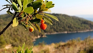 Tabiattaki binlerce yıllık şifa iksirleri