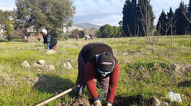 İzmir Orman İşletme Müdürlüğünce Ege Üniversitesi Kampüs Alanına Bugüne Kadar 15 Binden fazla Fidan Dikildi