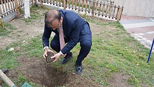Asırlık İnkaya Çınarı fidan ve tohumları Emet'te toprakla buluştu