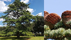 KATRAN AĞACI nedir ?