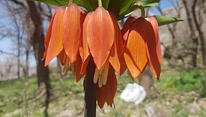 Siirt’te ‘Ağlayan gelin’ koparana 109 bin lira ceza