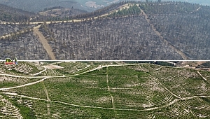 Kozan'da yangının izlerini silmek İçin 4 bin futbol sahası büyüklüğündeki alan yeşillendirildi