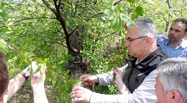 Ödemiş ve Beydağ'da  Kestane Ormanları Zararlısıyla Biyolojik Mücadele Başladı