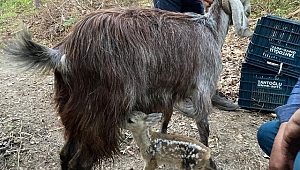 Ormanlık alanda bulunan 4 yavru karaca keçi sütü ile hayata tutundu