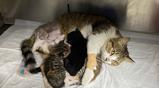 Yeni doğum yapan kedinin ayağına tuğla düştü, yavrularıyla birlikte ameliyata alındı