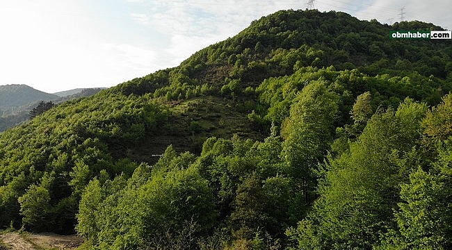Zonguldak ormanları baharda görenleri hayran bırakıyor