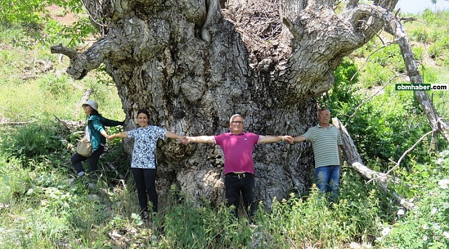 Tunceli'de 9 metre 22 santimetre gövde çapına sahip ceviz ağacı tespit edildi
