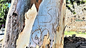 Asırlık okaliptus ağacına 'aşk' tahribatı