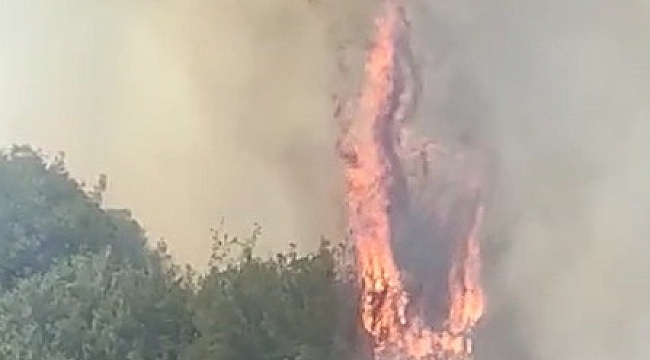 Denizli'de kırsal örtü yangınında arı kovanları ve ağaçlar küle döndü