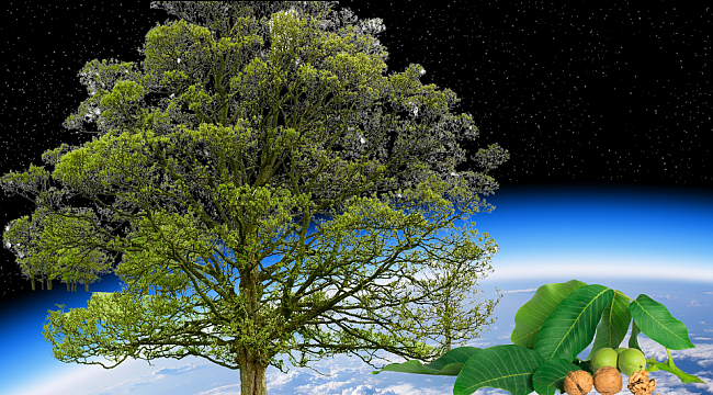 Doğru Bilinen Yanlışlar: Ceviz Ağacı  Sülfür Salgılar, Ozan Tabakasını Tamir Eder
