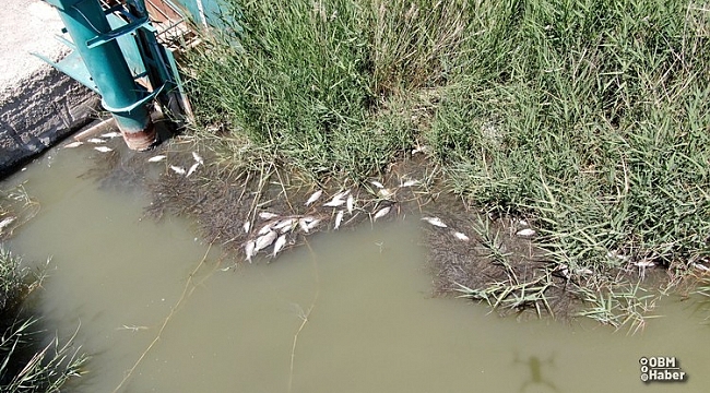 Sivas'ta toplu balık ölümleri tedirgin ediyor
