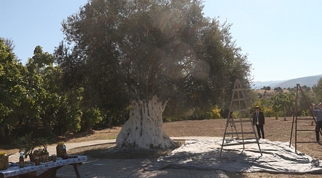 Bin 300 yıllık zeytin ağacı 250 kilo ürün verdi