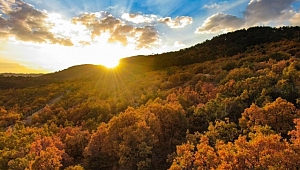 Hazan renklerinin hakim olduğu Erzincan ormanları  görüntüsüyle mest ediyor