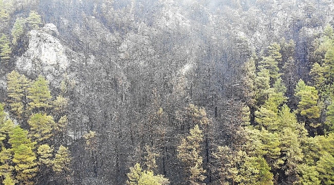 Alanya’da yanan ormanlık alan havadan görüntülendi