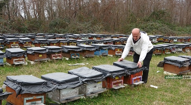 Küresel ısınma 'arıları' da etkiledi: Uyuması gerekirken uçuyorlar