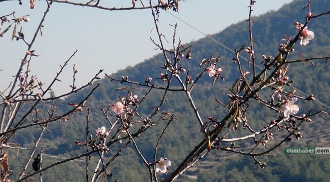 Termometre 21 dereceyi gösterdi ocak ayında ağaçlar çiçek açtı