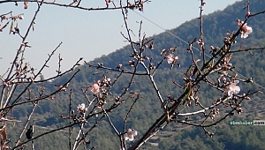 Termometre 21 dereceyi gösterdi ocak ayında ağaçlar çiçek açtı