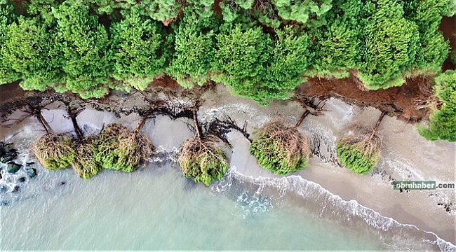 Samsun'da kıyı erozyonu: Hırçın Karadeniz ağaçları kökünden söktü