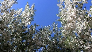 Polen yoğunluğuna dikkat alerjik hastalığı olanlara uyarı