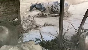 Sele kapılan hayvanları için gözyaşı döktü