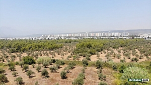 Çöl sıcakları zeytin üretimini vurdu, yüzde 50 kayıp bekleniyor