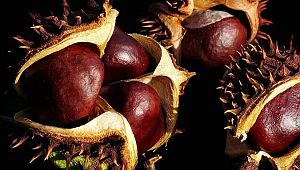 ATKESTANESİ (Aesculus hippocastanum L.)