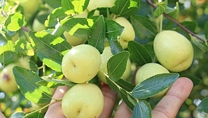 Çit bitkisi olarak dikilen şifa deposu 