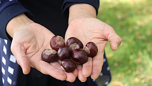 Parklarda bolca bulunmaya başlanan at kestanelerine dikkat
