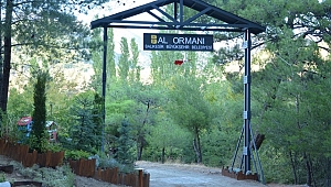 Türkiye’nin en büyük bal ormanı Kazdağları’nda olacak