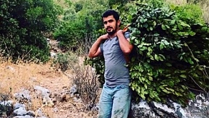 5 ton Defne yaprağı satışı gerçekleşti