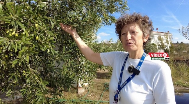 Doktorluğu bırakıp zeytin üreticisi oldu