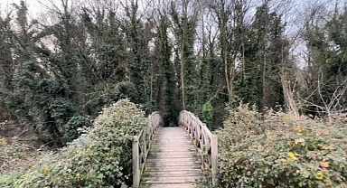 Bu ormana bilim adamı olmayan giremez 