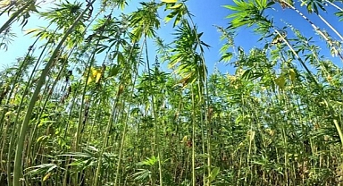 Samsun, Türkiye'nin kenevir üssü olmaya devam edecek 