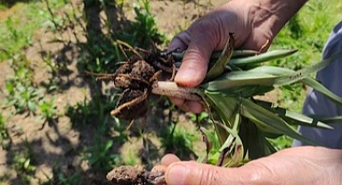 Fındığın başkent Giresun’da salep hasadı yapıldı