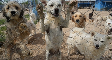 Hevesle alınıp bakımı zor gelince terk edilen cins köpekler yuva arıyor