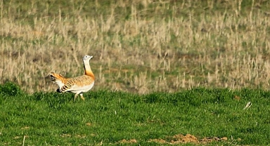 Nesli tükenmekte olan toy kuşlarına yönelik envanter ve izleme çalışması