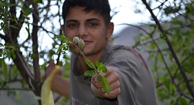 Şırnak'ta bir grup genç 20 kilometre katederek çağla topladı