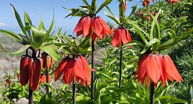 Van'da açan ters laleler göz kamaştırıyor