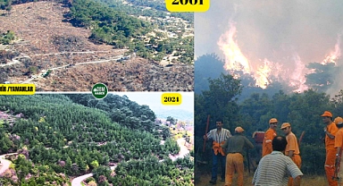 23 Yıl Önce Yanan Orman Küllerinden Yeşerdi