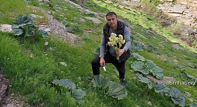 Yayla muzunda zorlu mesai başladı