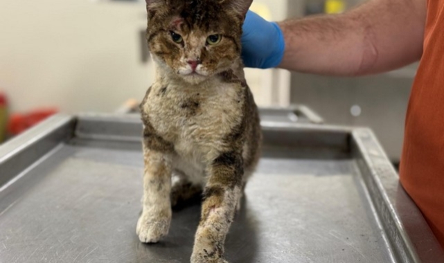 Yangından Kurtarılan Hayvanlara Büyükşehir Sahip Çıktı