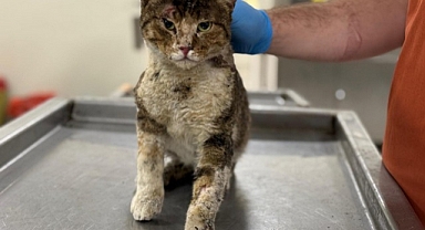 Yangından Kurtarılan Hayvanlara Büyükşehir Sahip Çıktı