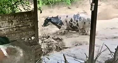 Sele kapılan hayvanları için gözyaşı döktü